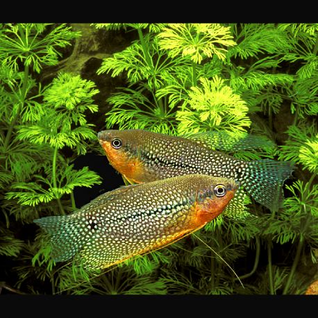 Trichopodus leerii - Gouramis Perlés 8-10 cm le couple 