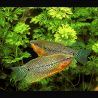 Trichopodus Leerii - Gourami Perlé 8-10 cm le couple