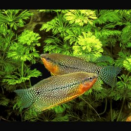 Trichopodus leerii - Gouramis Perlés 6-8cm lot de 2