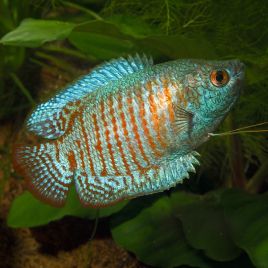 Colisa Trichogaster Lalius néon 3-4cm trio (un mâle et deux femelles)  12,50 €