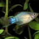 Xiphophorus maculatus Platy bleus 2-3cm 2,50 €