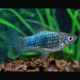 Xiphophorus maculatus Platy Neon bleus Tuxedo  