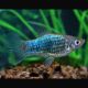 Xiphophorus maculatus Platy Neon bleus Tuxedo  2,50 €