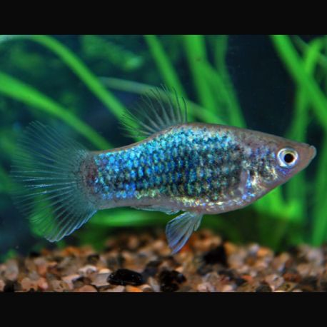 Xiphophorus maculatus Platy Neon Bleus Tuxedo lot de 3 6,50 €