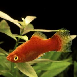 Xiphophorus maculatus Platy rouges 2-3cm               2,50 €