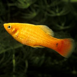 Xiphophorus maculatus Platy perroquets Jaunes 2-3cm