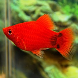 Xiphophorus maculatus Platy Corail Rouge Mickey 