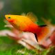 Xiphophorus maculatus Platy sunset 2,50 €