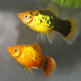 Xiphophorus maculatus Platy Calico 