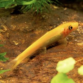 Gyrinocheilus Aymonieri Gold - mangeurs d'algues 4-5cm