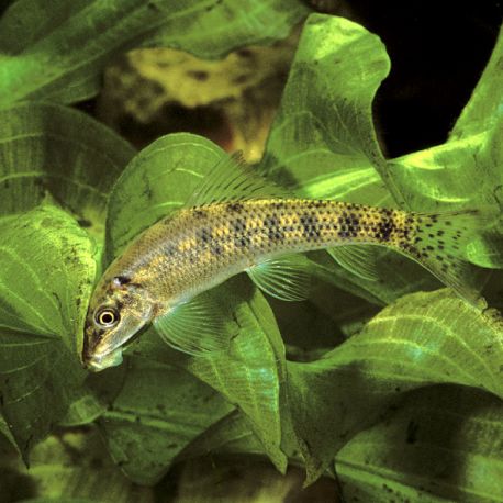 Gyrinocheilus Aymonieri - mangeurs d'algues 4-5cm 