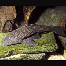 Hypostomus Plecostomus - nettoyeur de vitres 6-8 cm