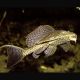 Pterygoplichthys Gibbiceps - Pléco voilés 8-10 cm lot de 2 42,00 €