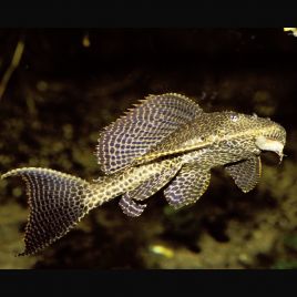 Pterygoplichthys Gibbiceps - Pléco voilés 8-10 cm lot de 2