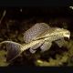 Pterygoplichthys Gibbiceps - Pléco voilés 4-5cm 6,50 €