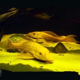 Pterygoplichthys Gibbiceps - Pléco voilés albino 4-5cm 8,50 €
