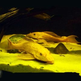 Hypostomus Plecostomus dorés - nettoyeur de vitres 6-8 cm