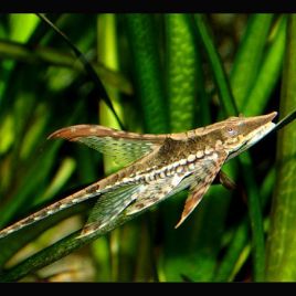 Sturisoma Aureum - Farlowella Royal 3-4 cm      