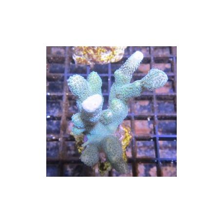 Bouture Montipora Digitata bleuté