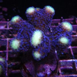 Bouture Stylophora mauve "Milka" 5-7 cm