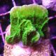Bouture Montipora Foliosa vert 4-5 cm