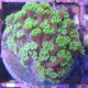 Bouture Alveopora gigas vert 4 cm 24,50 €