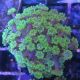 Bouture Alveopora gigas vert 4 cm 24,50 €