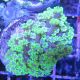 Bouture Alveopora gigas vert 4 cm 24,50 €