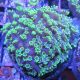 Bouture Alveopora gigas vert 4 cm 24,50 €