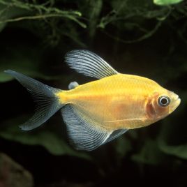 Gymnocorymbus Ternezi Gold - Tétra Veuve