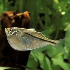 Gasteropelecus Sternicla - Hachettes argentées 4-5cm