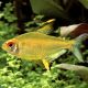Hyphessobrycon Pulchripinnis - Tétra Citron 2,00 €