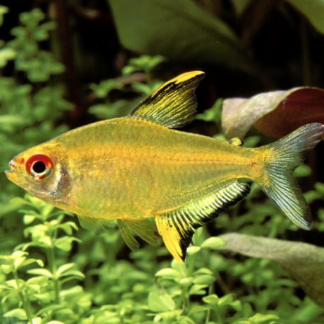 Hyphessobrycon Pulchripinnis - Tétra Citron 2,00 €