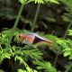 Trigonostigma Heteromorpha - Arlequin 2-3cm 1,80 €