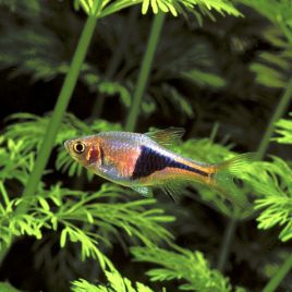 Trigonostigma Heteromorpha - Arlequin 2-3cm