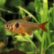 Hyphessobrycon Sweglesi - Fantôme Rouge 2,50 €