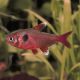 Hyphessobrycon Roseus - Fantomes roses lot de 3 6,50 €