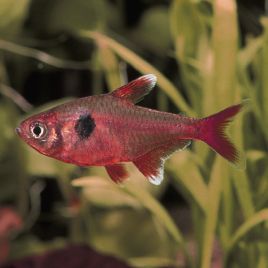 Hyphessobrycon Roseus - Fantomes roses lot de 3