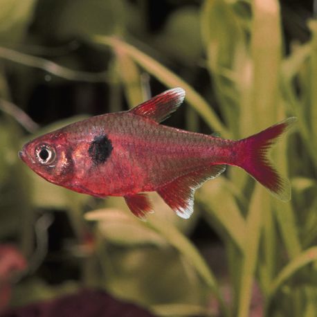 Hyphessobrycon Roseus - Fantôme Rose 2,50 €