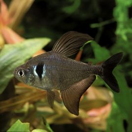 Hyphessobrycon Megalopterus -Fantomes noirs