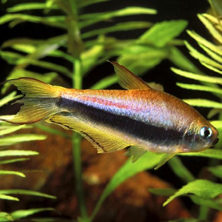 Nematobrycon Palmeri - Tétras Empereurs 