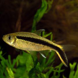 Thayeria Boehlkei - Pingouins 1-2cm