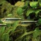 Hyphessobrycon Herbertaxelrodi - Néon Noir 1,80 €