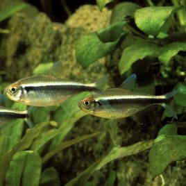 Hyphessobrycon Herbertaxelrodi - Néon Noir 1,80 €