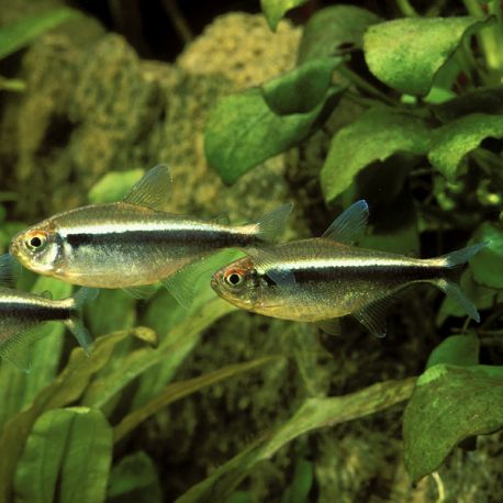 Hyphessobrycon Herbertaxelrodi - Néon Noir 1,80 €