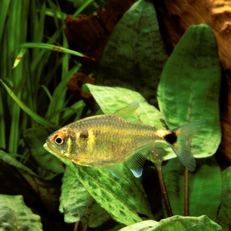 Hemigramus Ocellifer -feux de position lot de 10 15,00 €