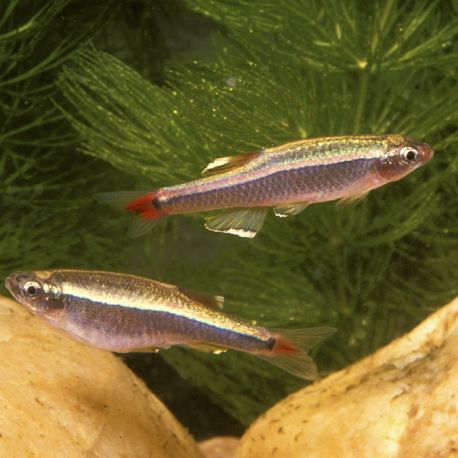 Tanichthys Albonubes - Néon Chinois 1,80 €