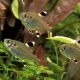 Pristella Maxillaris - Tétra rayon-X 2,00 €