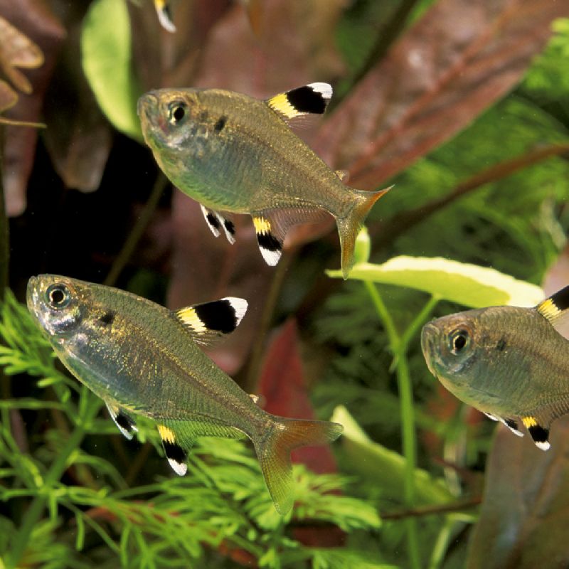 pristella tetra pristella tetra