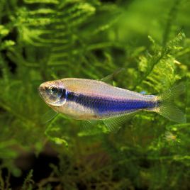 Inpaichthys Kerri-Tétra violets